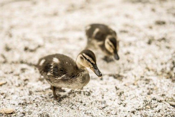 Découverte des secrets d'un producteur de canard prospère
