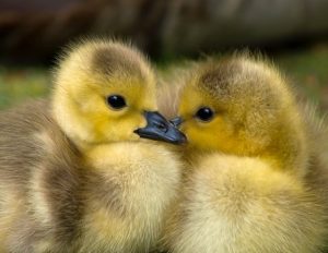 Les fermes et producteurs spécialisés dans le canard, garantissant des saveurs authentiques